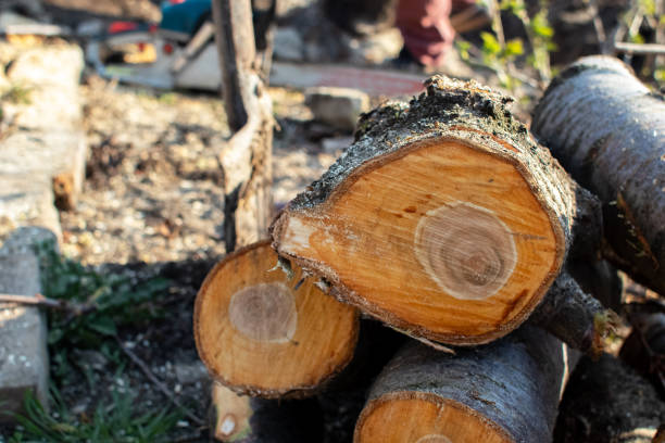 Best Root Management and Removal  in USA